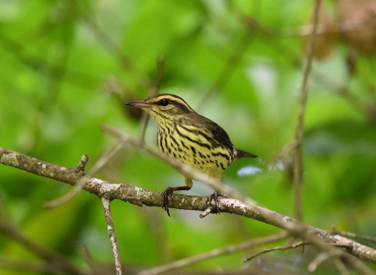 Northern Waterthrush - ML254292581