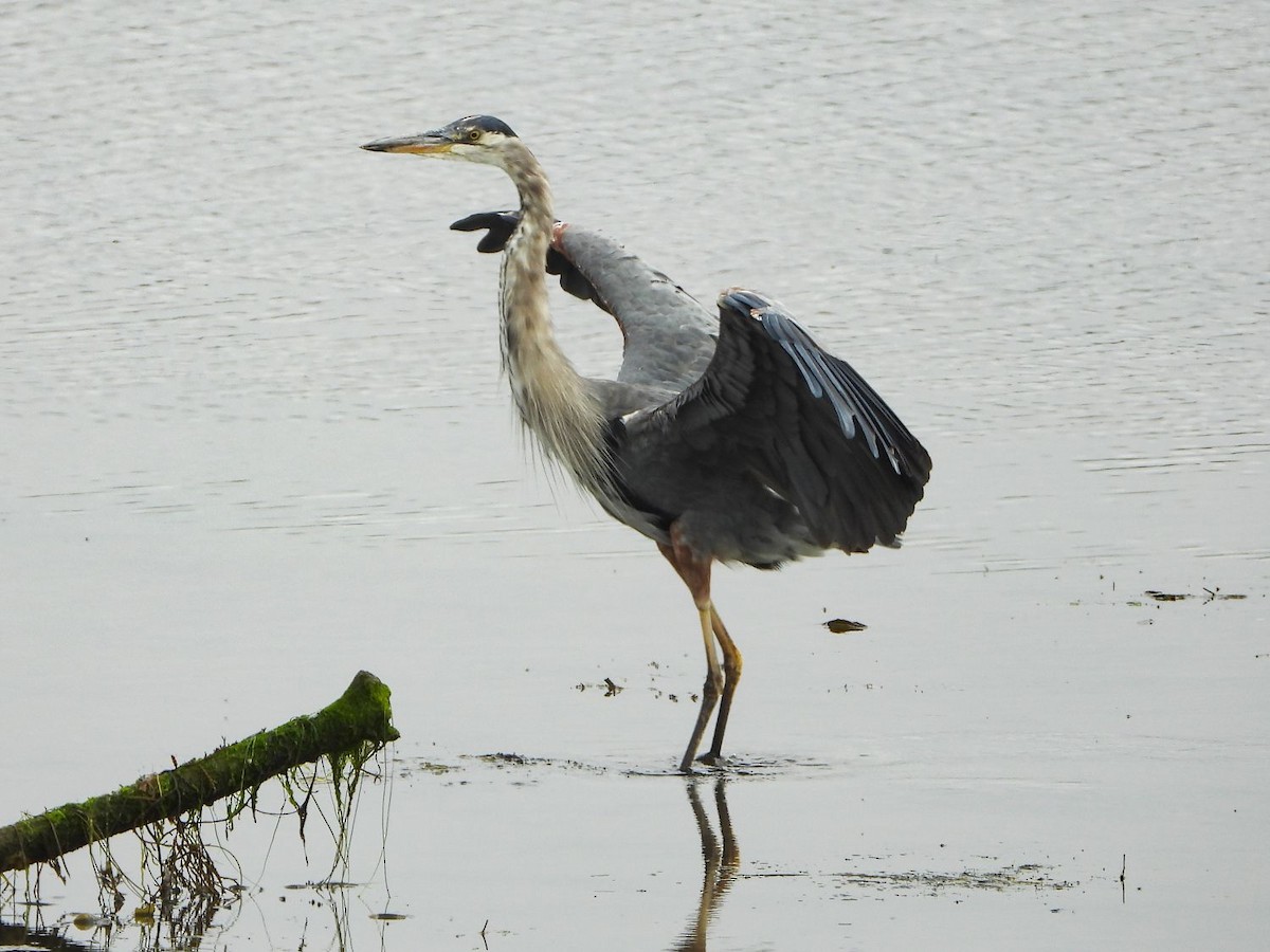 Great Blue Heron - ML254292761