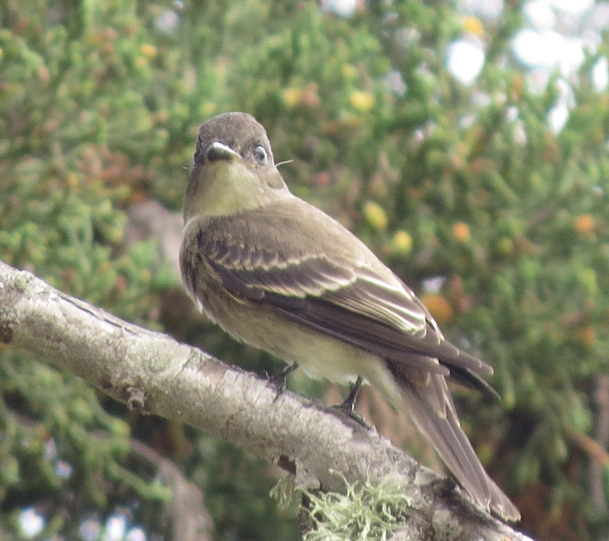 Olive-sided Flycatcher - ML254293481