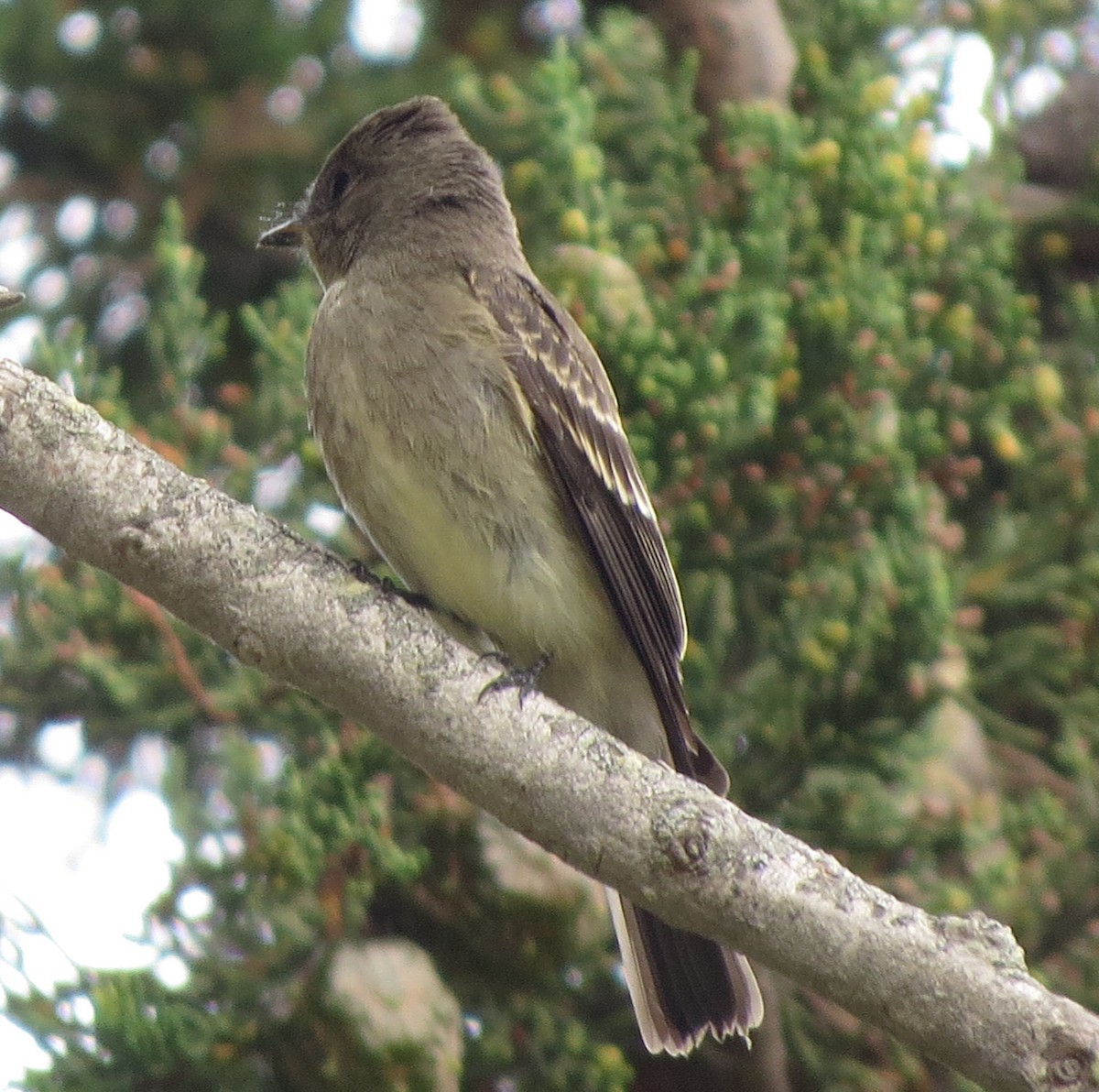 Olive-sided Flycatcher - Mike Stiles