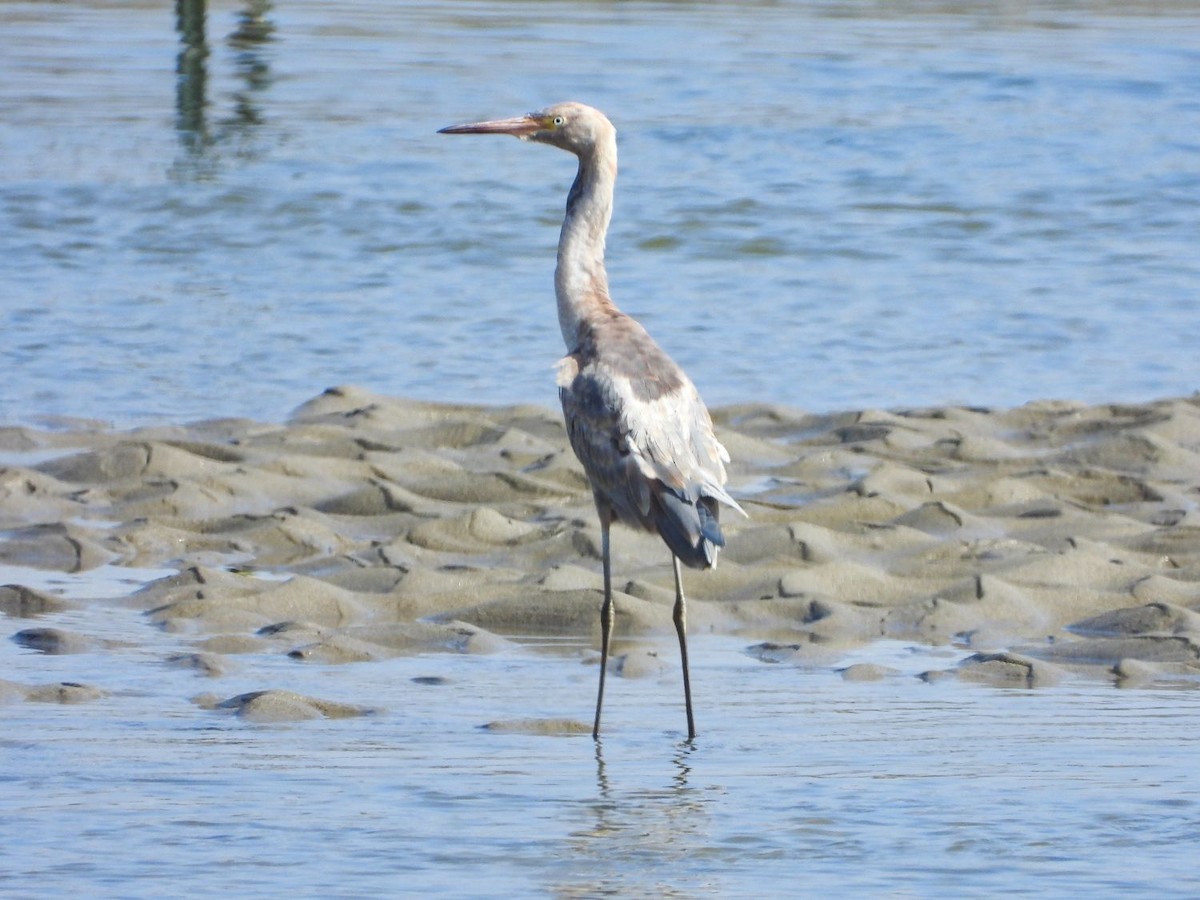 Reddish Egret - ML254293781