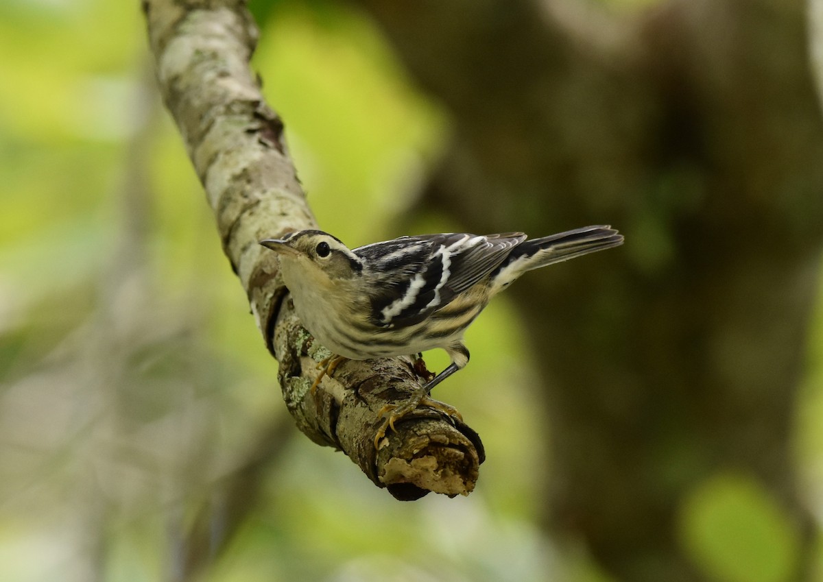 Black-and-white Warbler - Jeff Graham