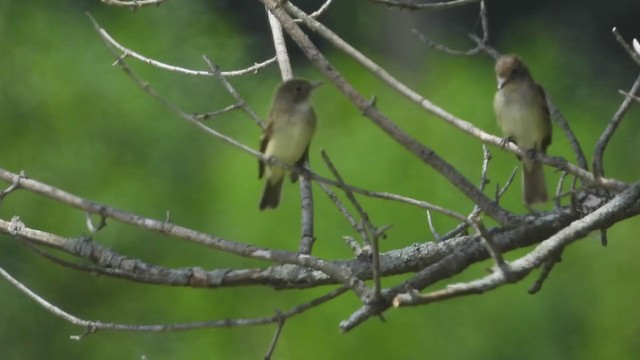 Willow Flycatcher - ML254294041