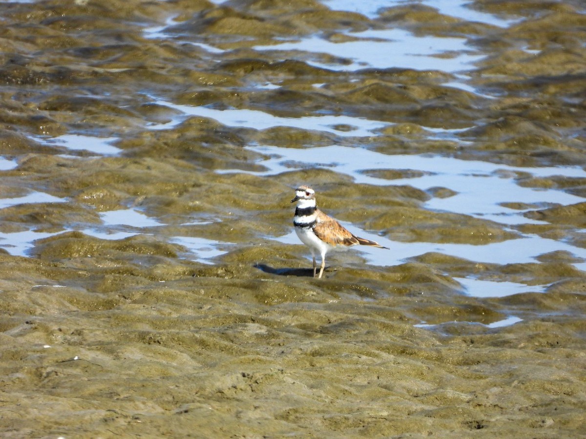 Killdeer - ML254294301