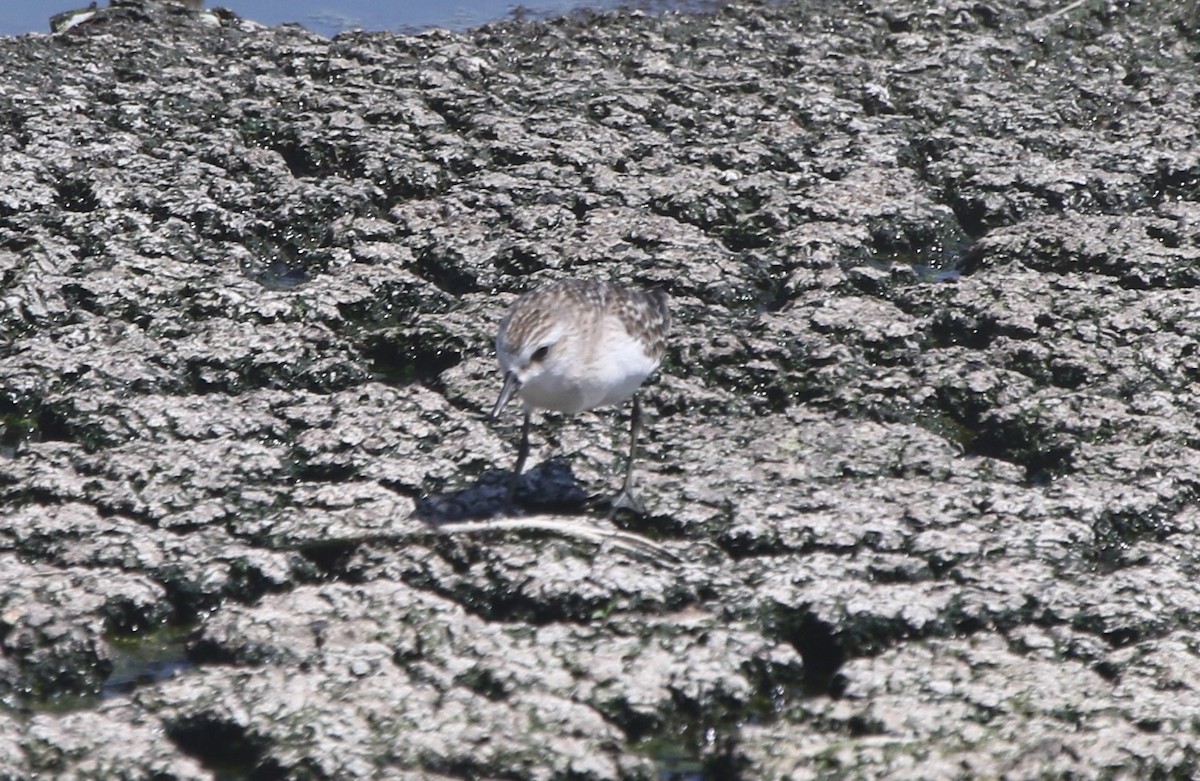 Semipalmated Sandpiper - James (Jim) Holmes