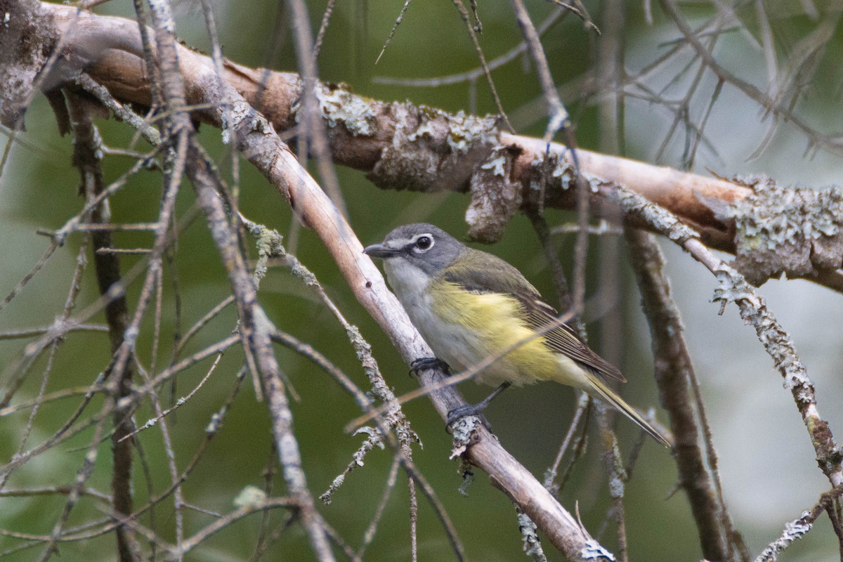 Blue-headed Vireo - ML254296861
