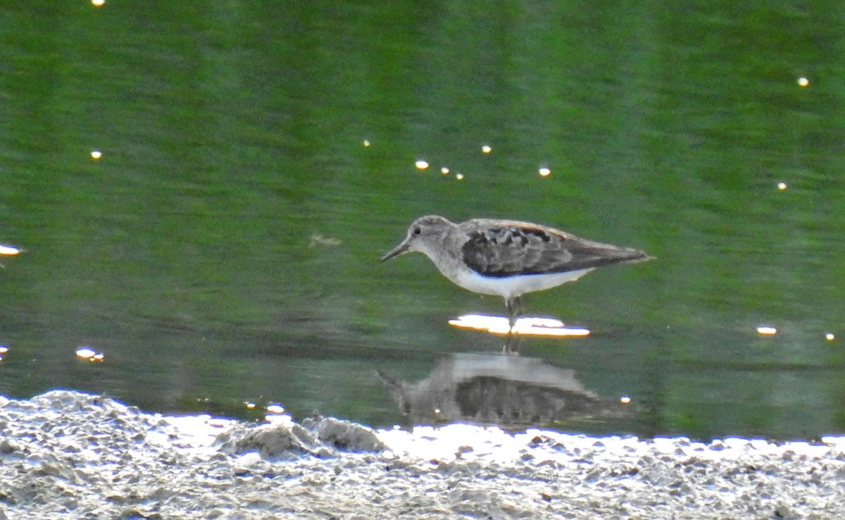 temmincksnipe - ML254297171