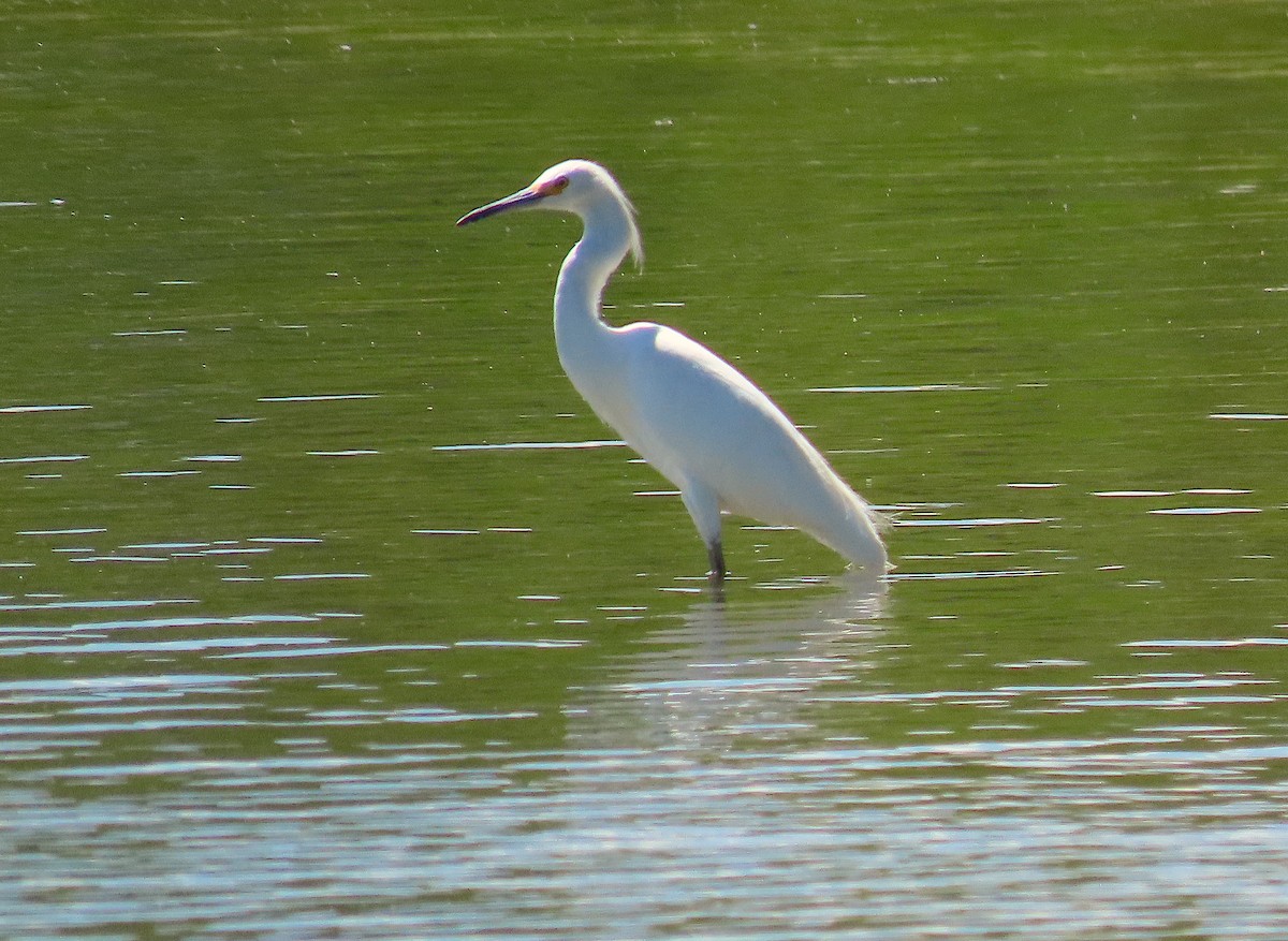 Snowy Egret - ML254297261