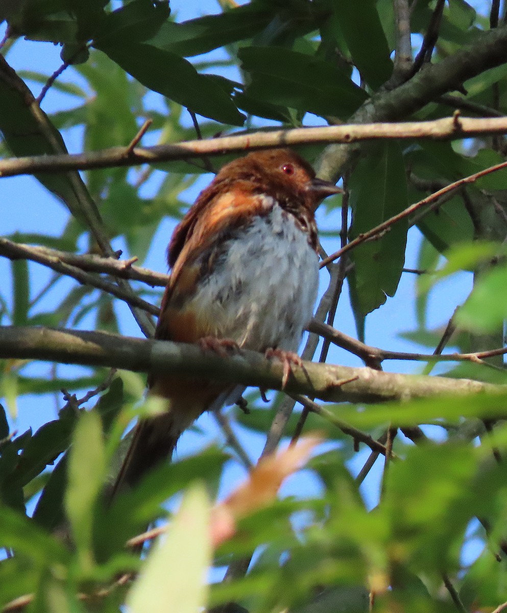 Eastern Towhee - ML254297411