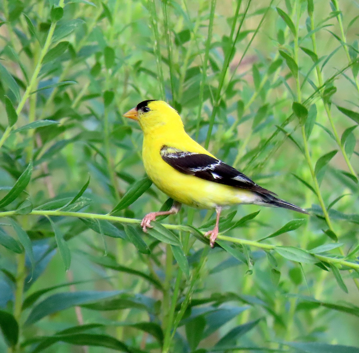 American Goldfinch - ML254297491