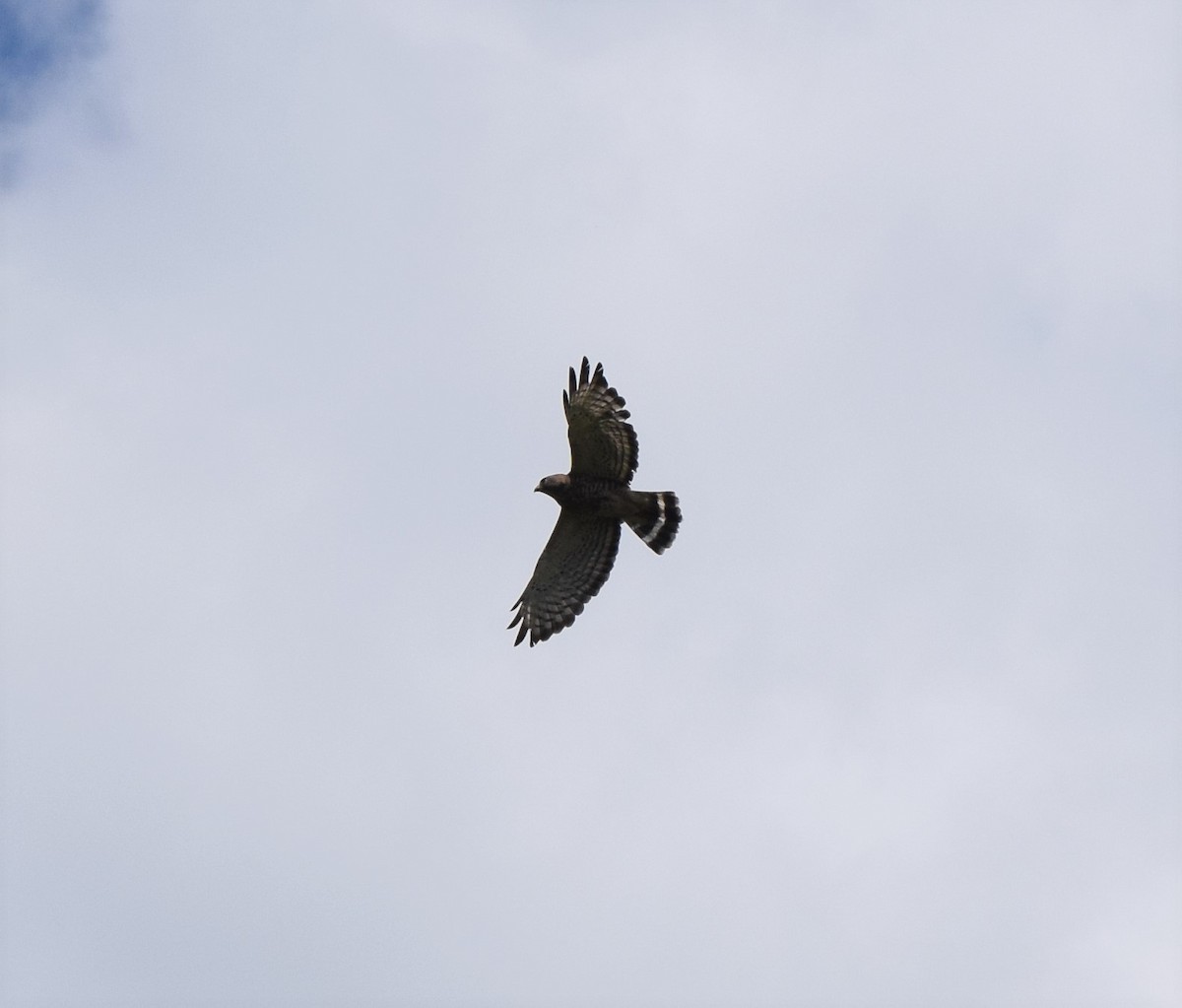 Broad-winged Hawk - ML254300331