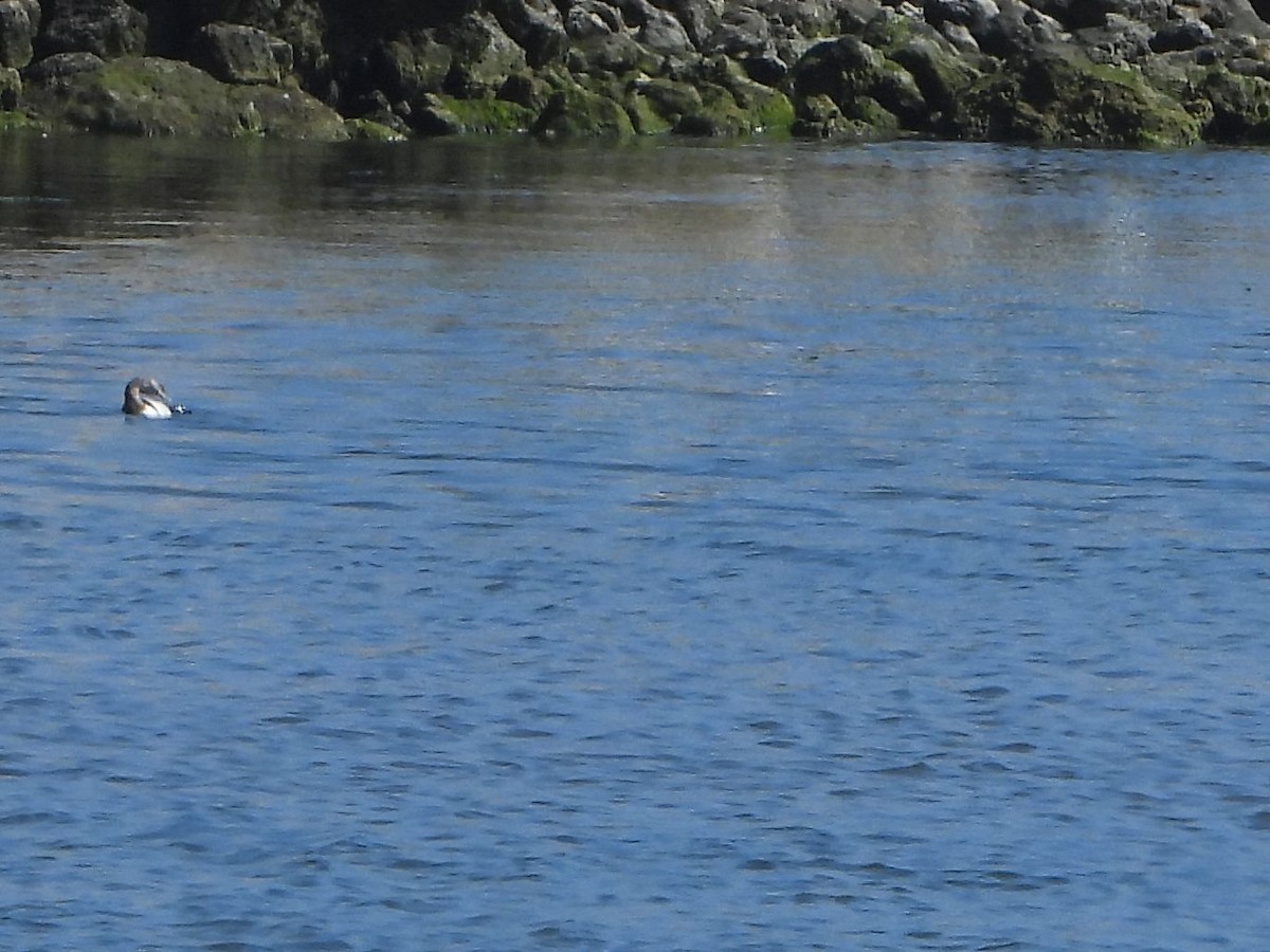 Common Loon - ML254300551