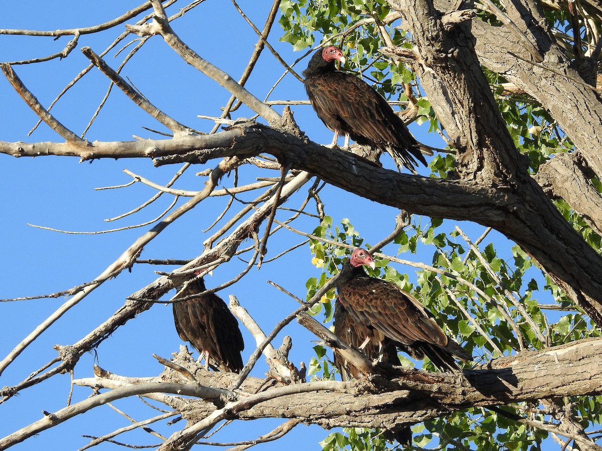 Turkey Vulture - ML254301471