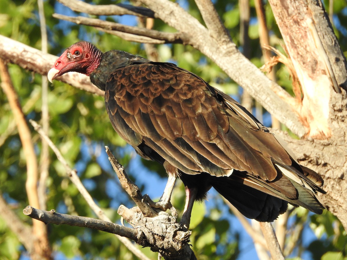 Urubu à tête rouge - ML254301501