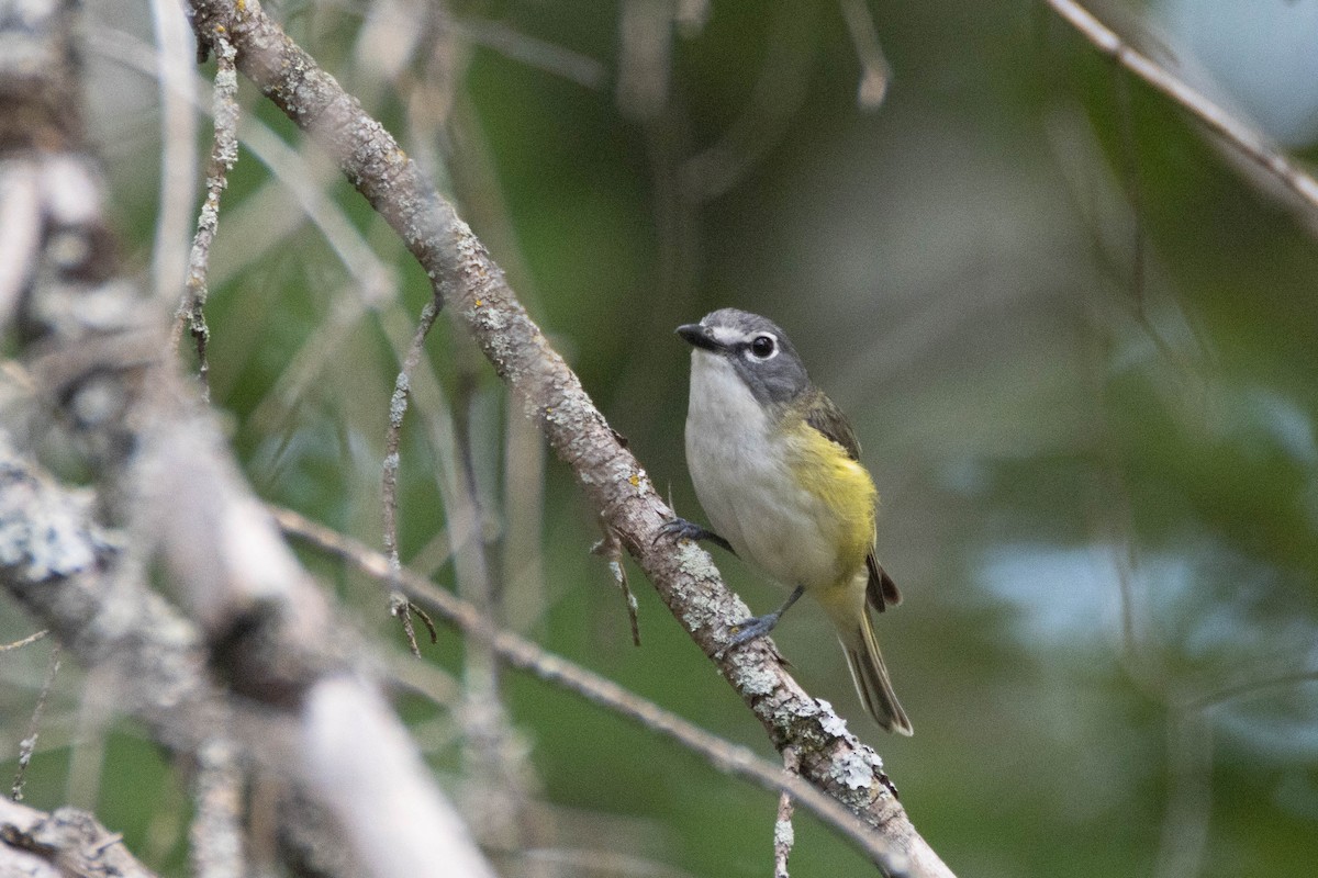 Blue-headed Vireo - ML254301681