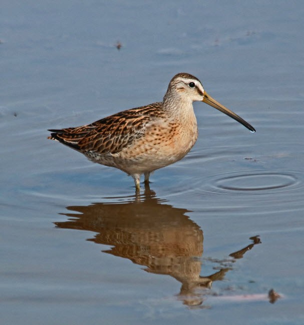 Short-billed Dowitcher - ML254303051