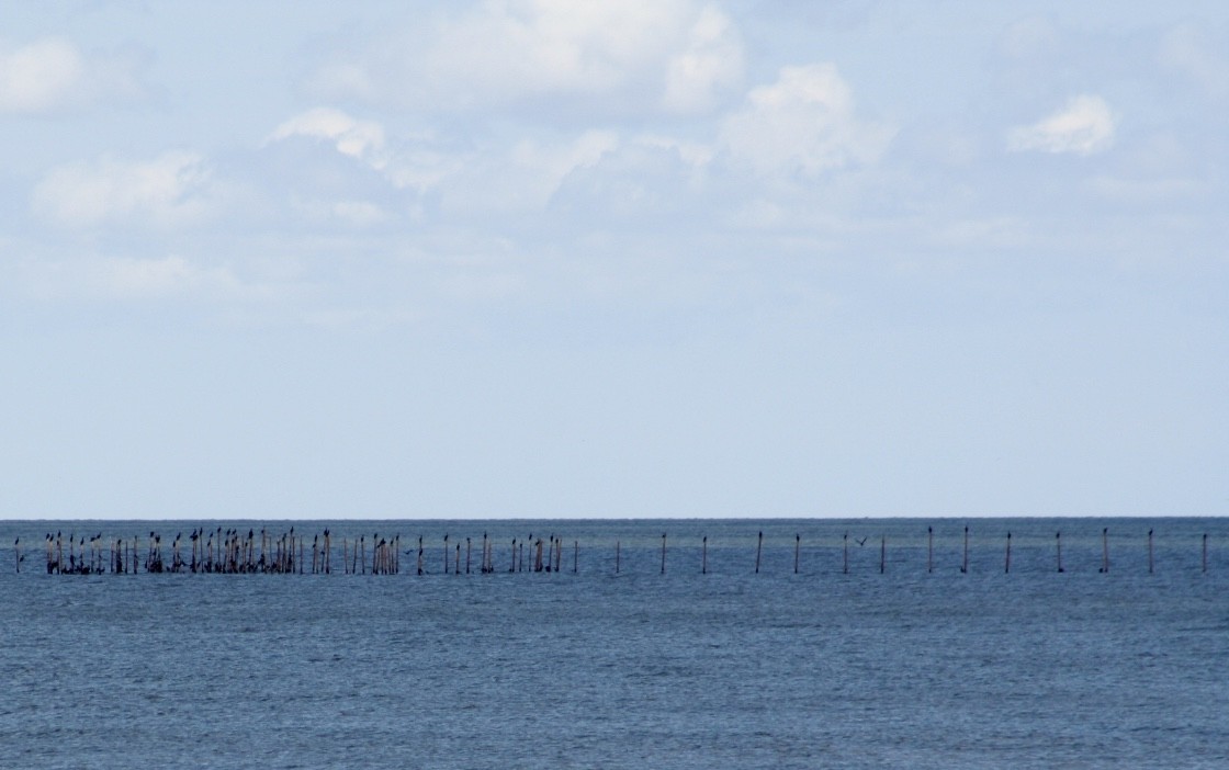 Double-crested Cormorant - ML254304041