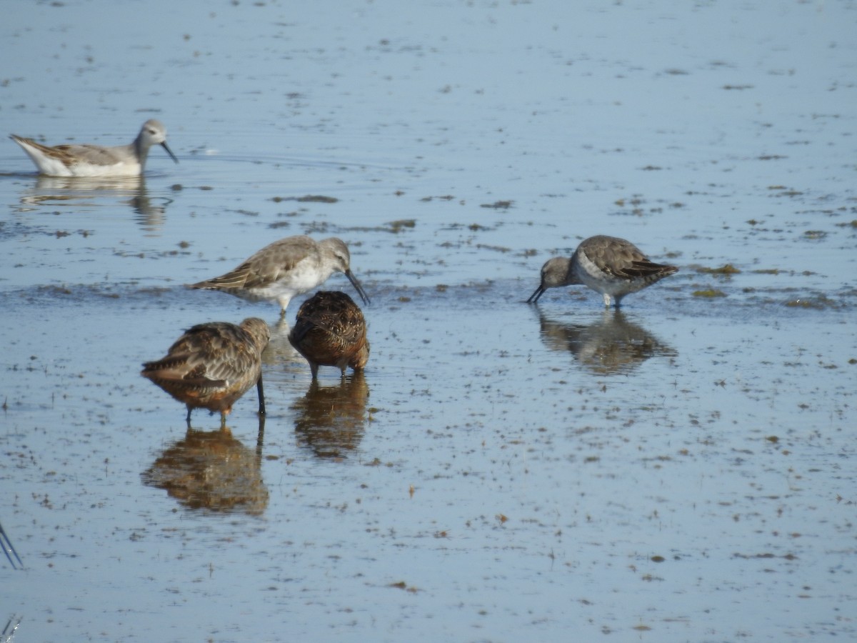 Stilt Sandpiper - ML254304081