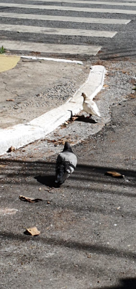 Rock Pigeon (Feral Pigeon) - ML254305291