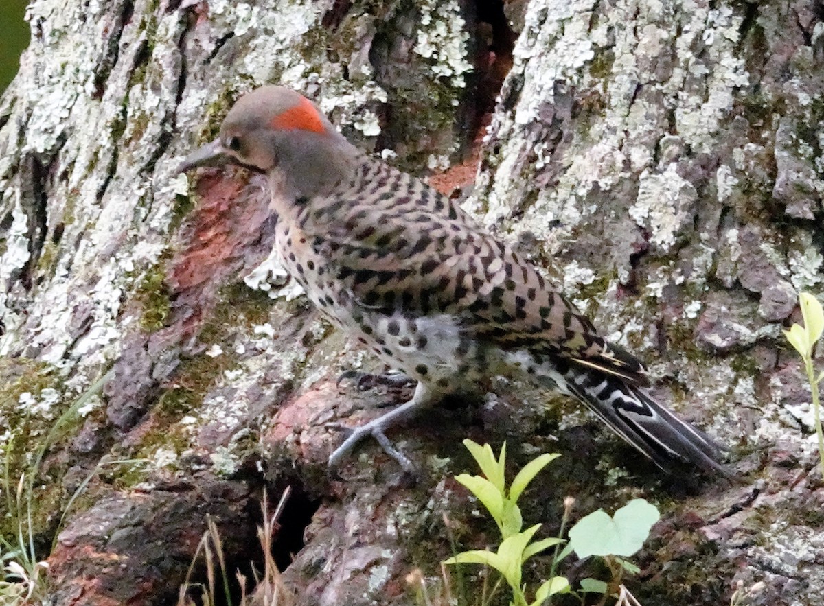 Northern Flicker - ML254305601