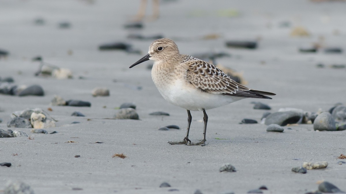 Baird's Sandpiper - Alix d'Entremont