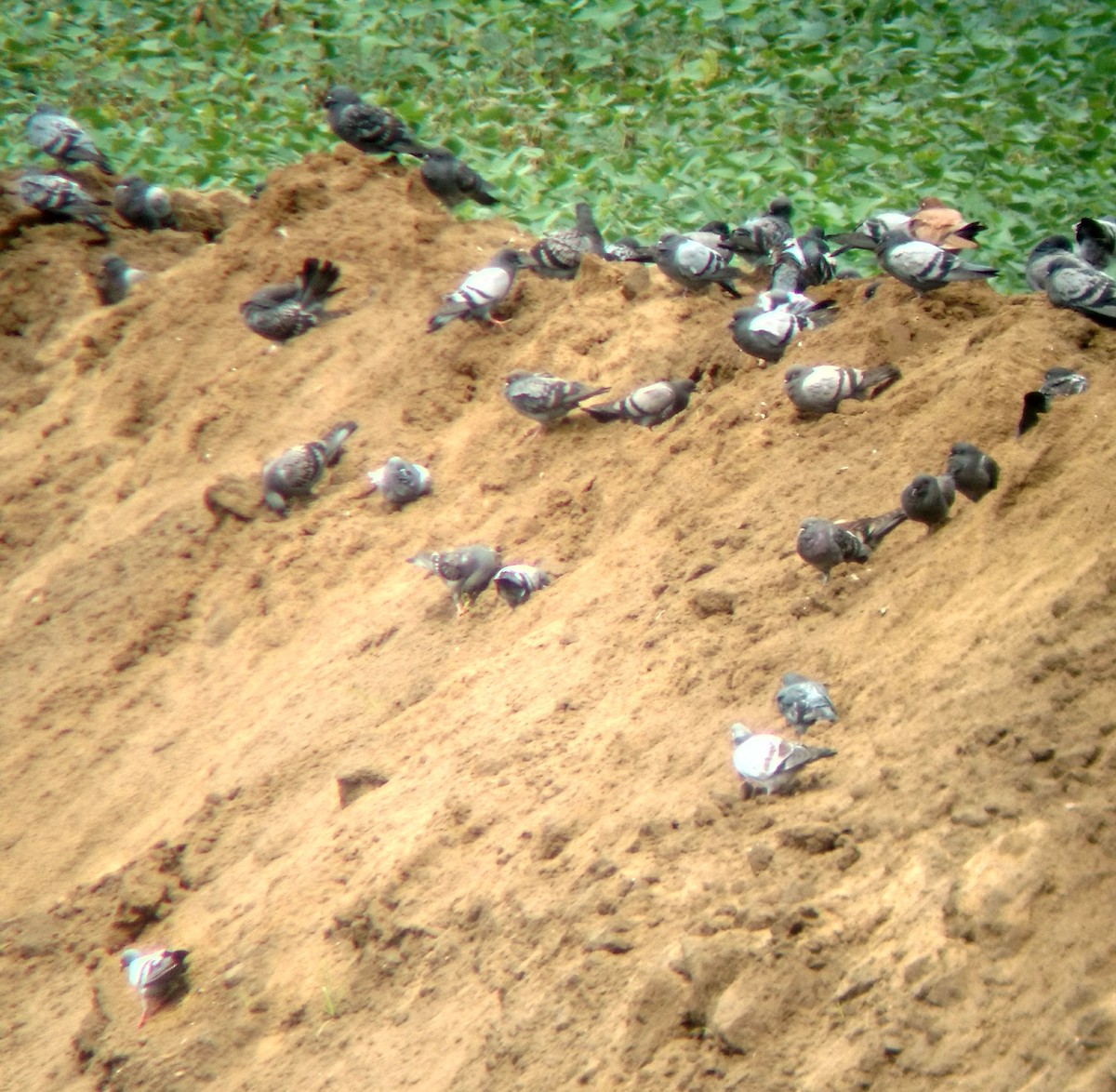 Rock Pigeon (Feral Pigeon) - ML254306551