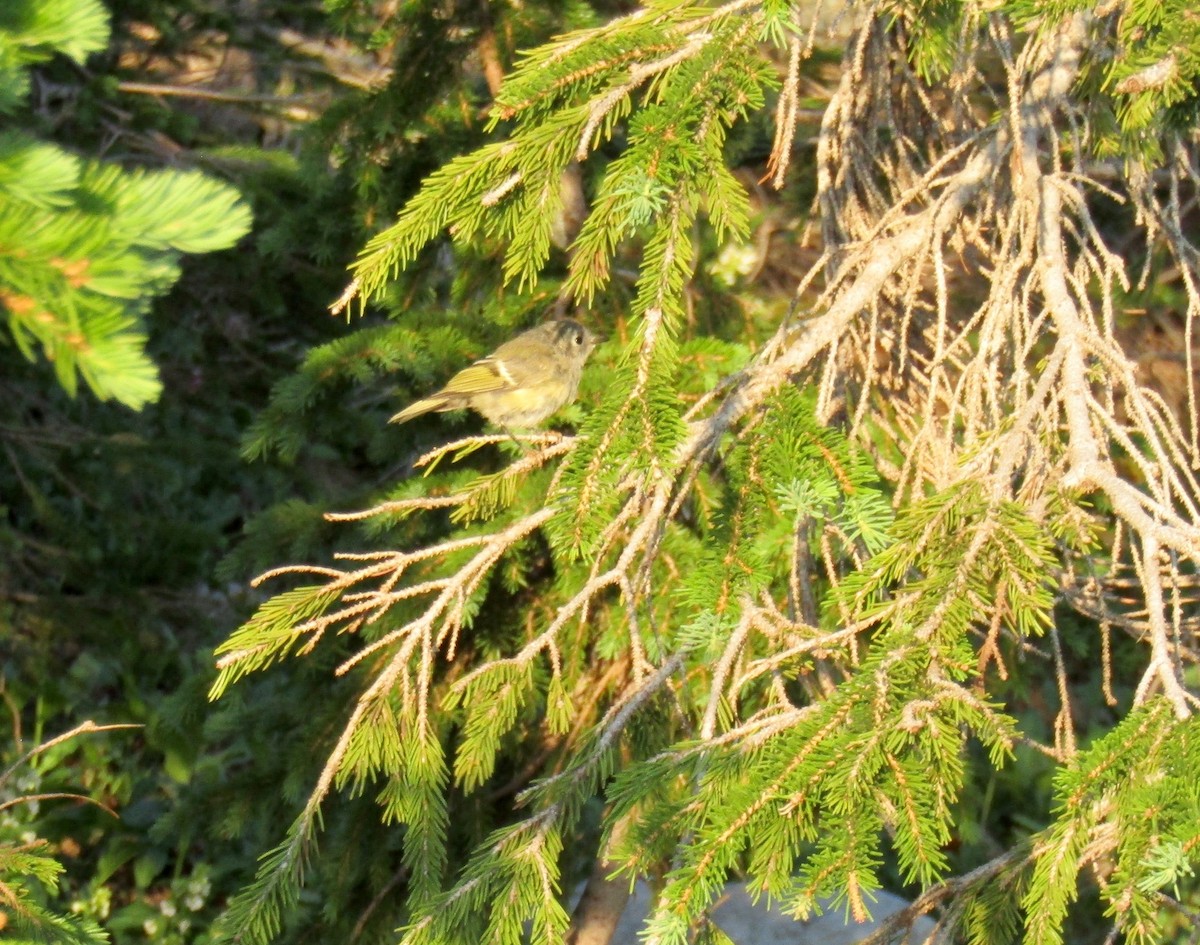 Ruby-crowned Kinglet - ML254306901