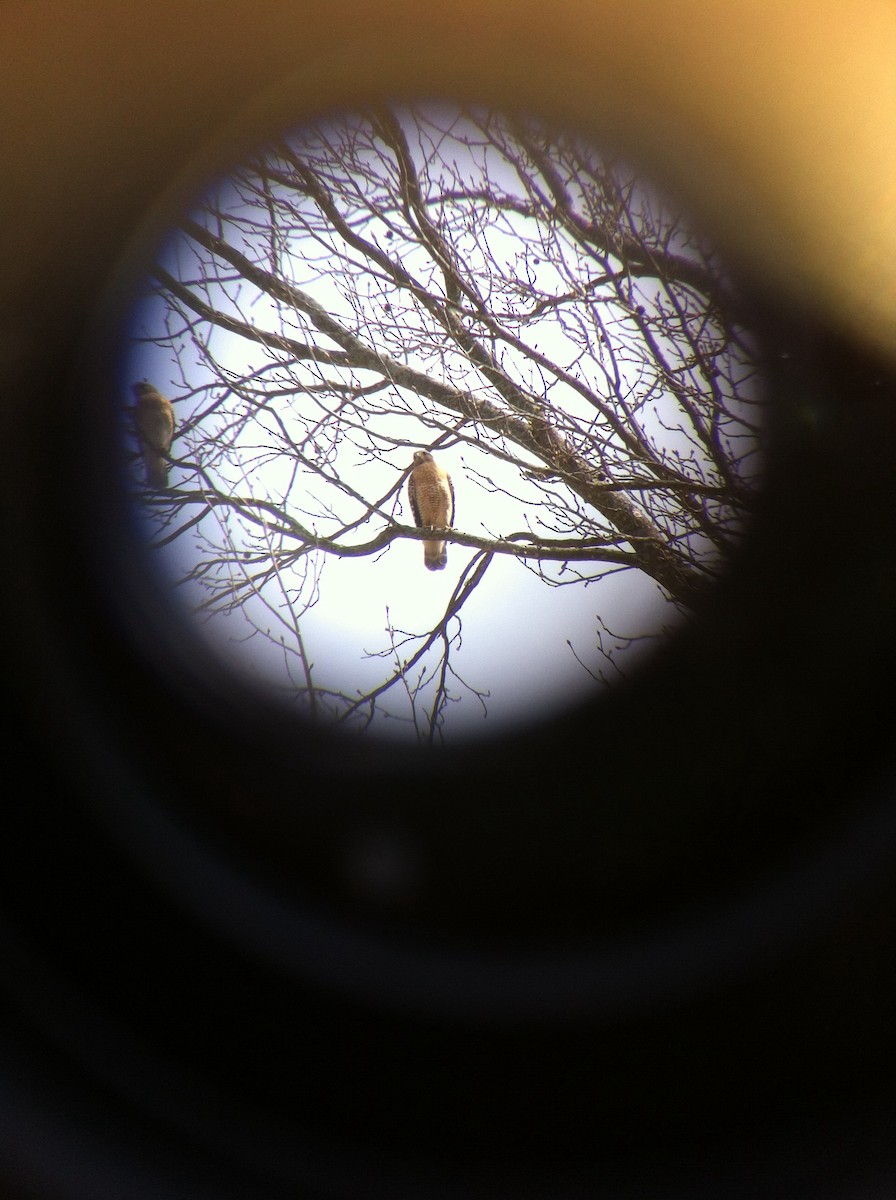 Red-shouldered Hawk - ML25430711