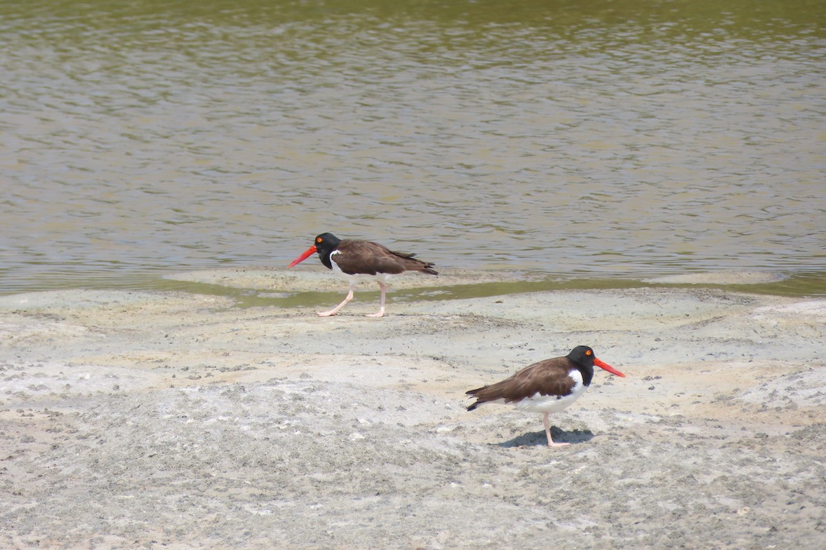 American Oystercatcher - ML254307311