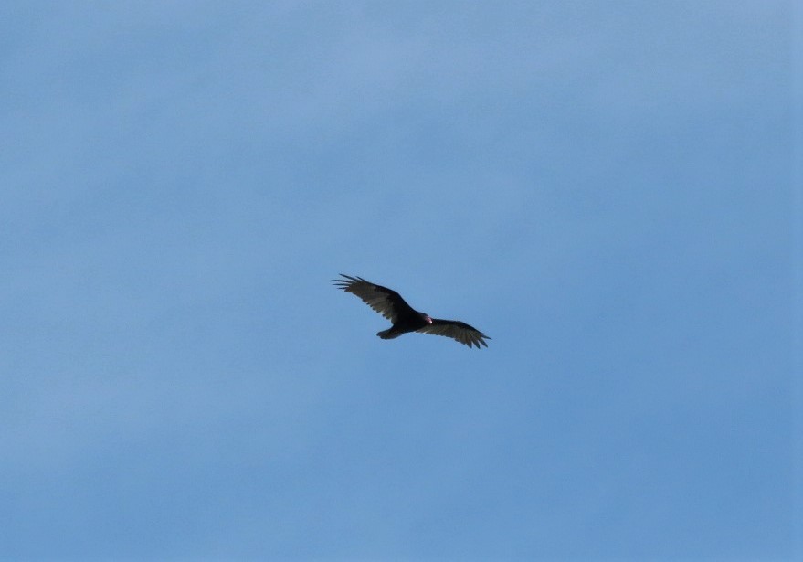 Turkey Vulture - ML254307921