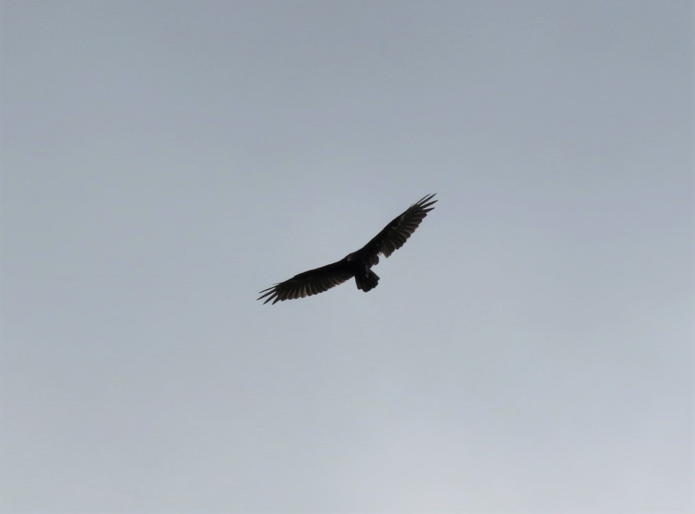 Turkey Vulture - ML254307931