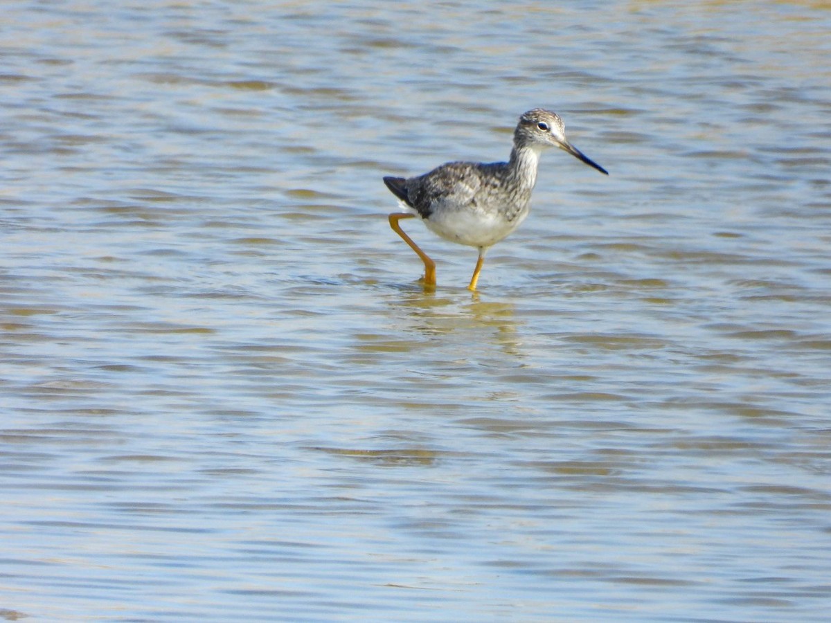 Greater Yellowlegs - Alex Loos