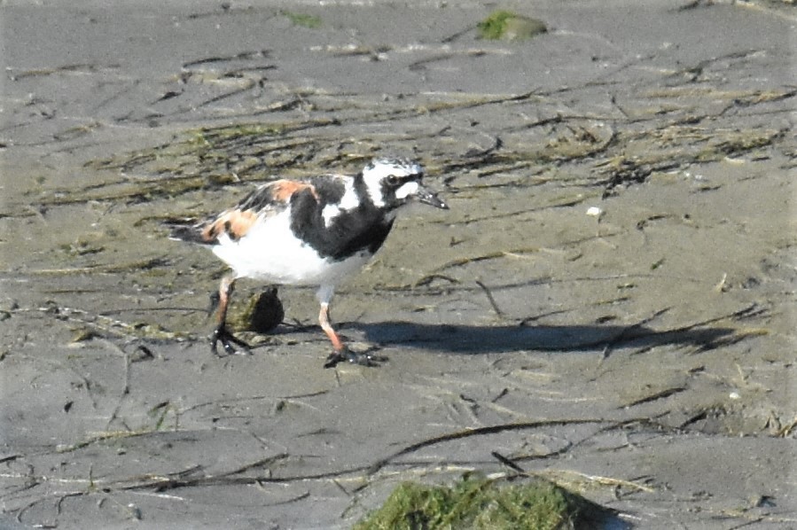 Ruddy Turnstone - ML254309041