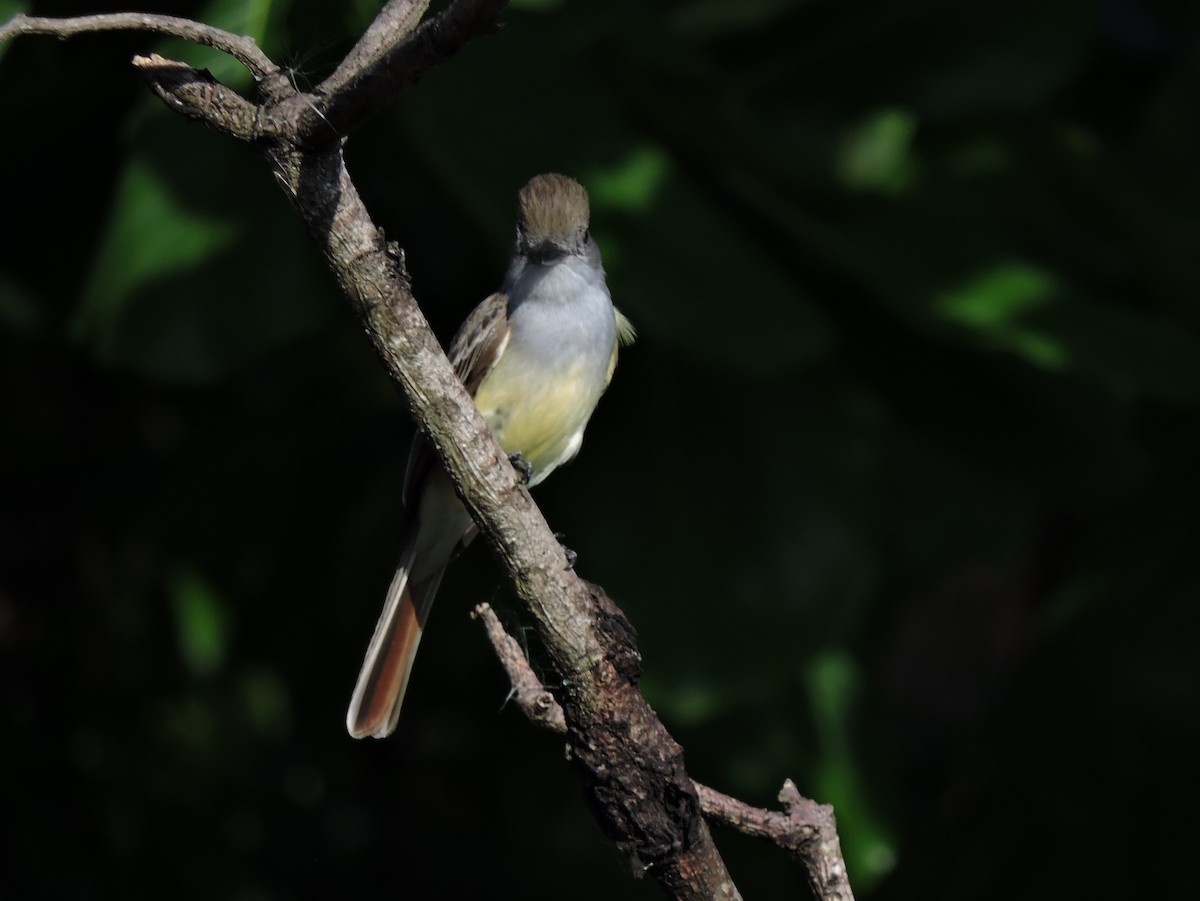 Brown-crested Flycatcher - ML254309051