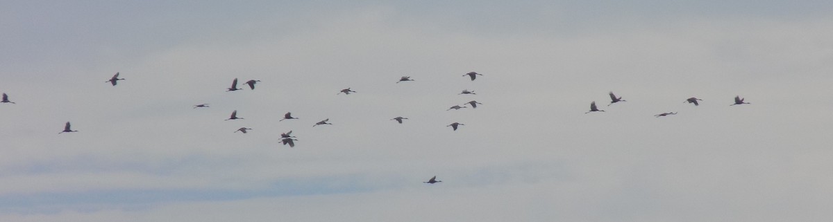 Sandhill Crane - ML25430991