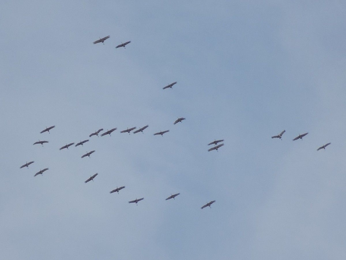 Sandhill Crane - ML25431001