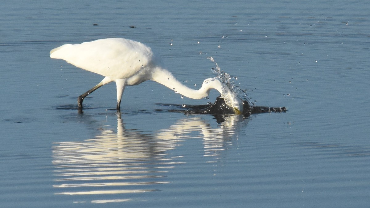 Great Egret - ML254310021