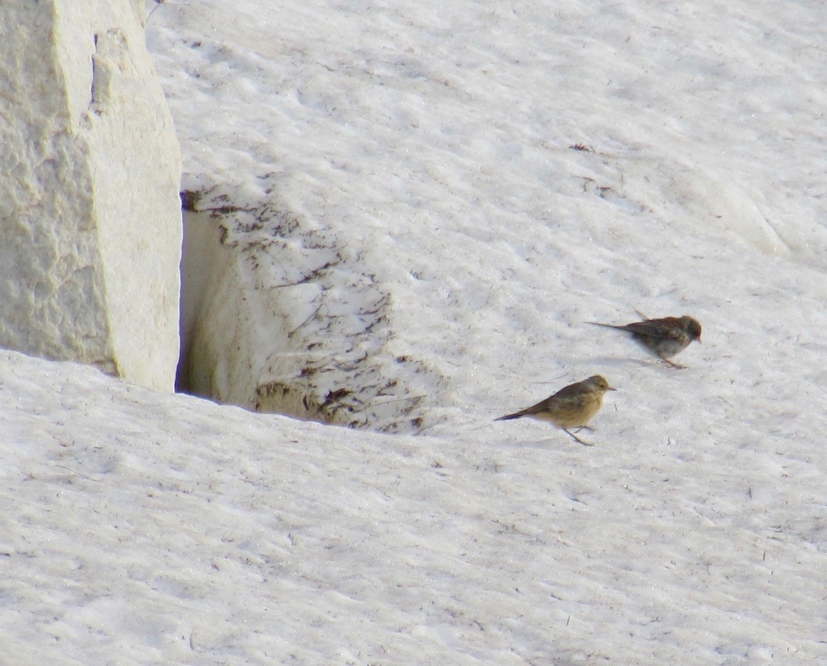 Dark-eyed Junco - Al Zerbe