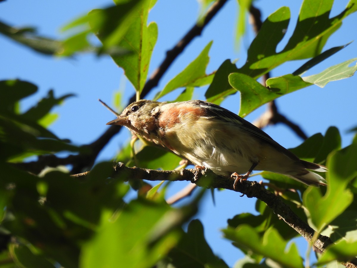 סבכון חום-ראש - ML254312411