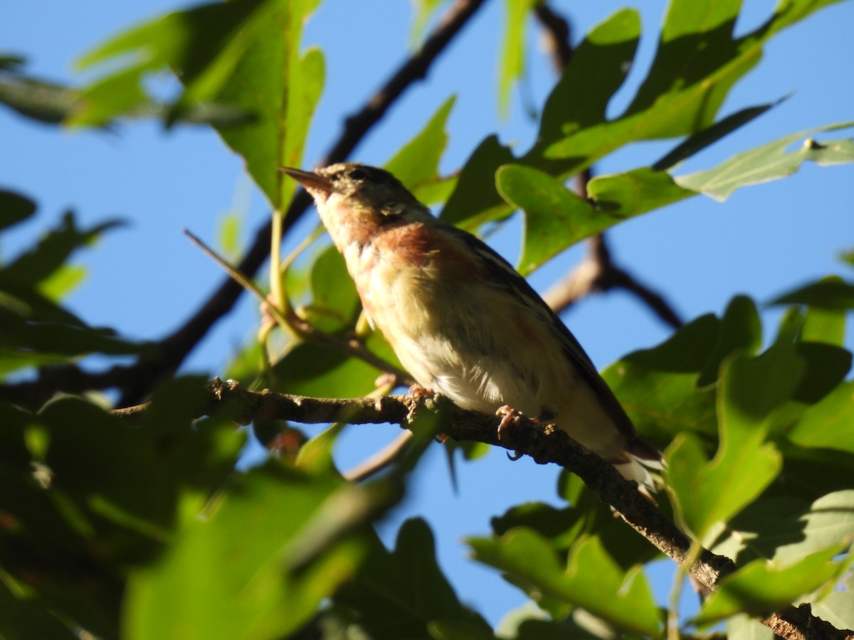 סבכון חום-ראש - ML254312451