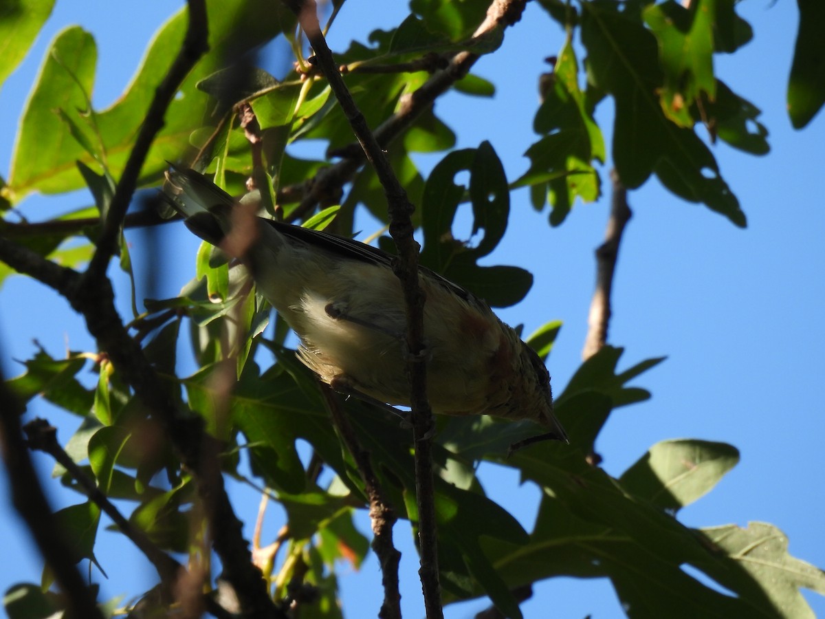 סבכון חום-ראש - ML254312461