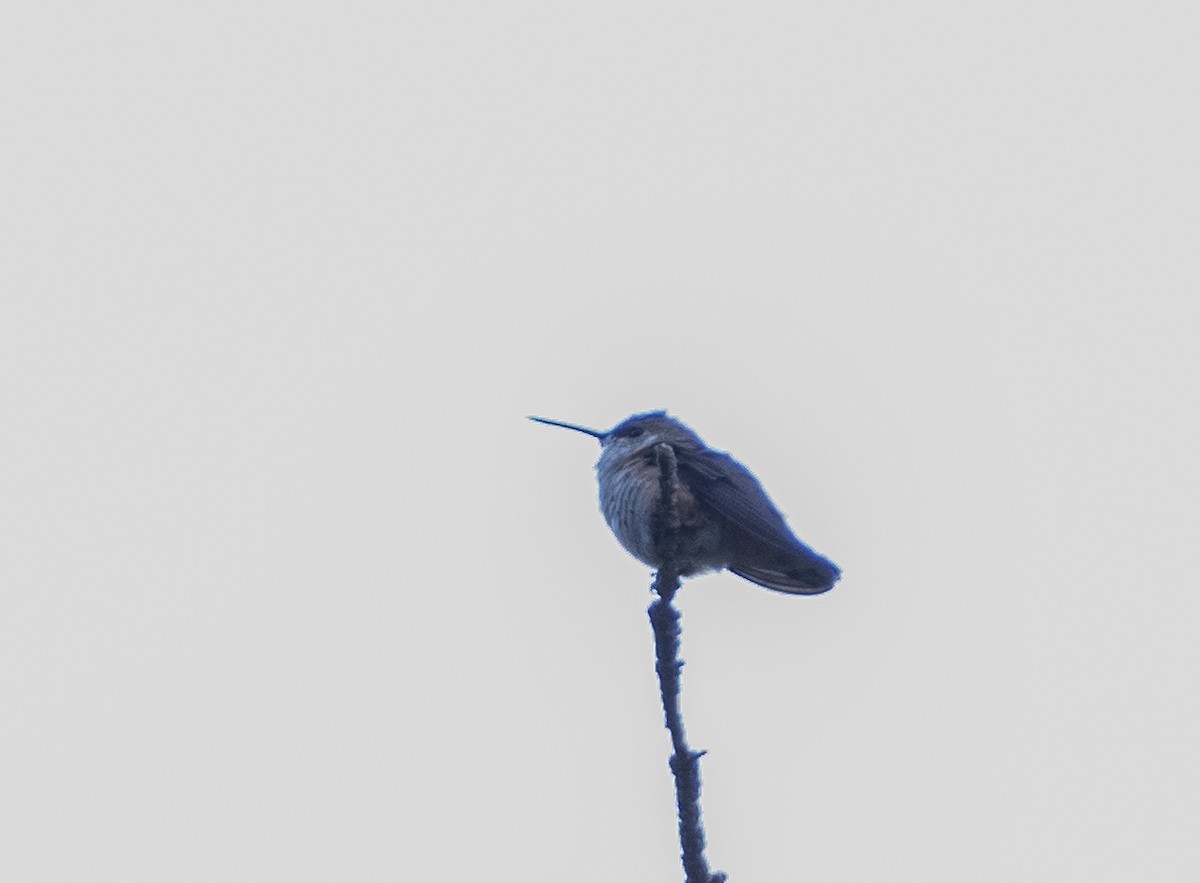 Rufous Hummingbird - ML254312531
