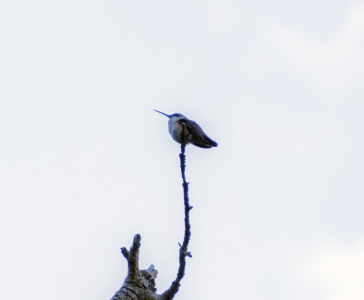 Rufous Hummingbird - ML254312541