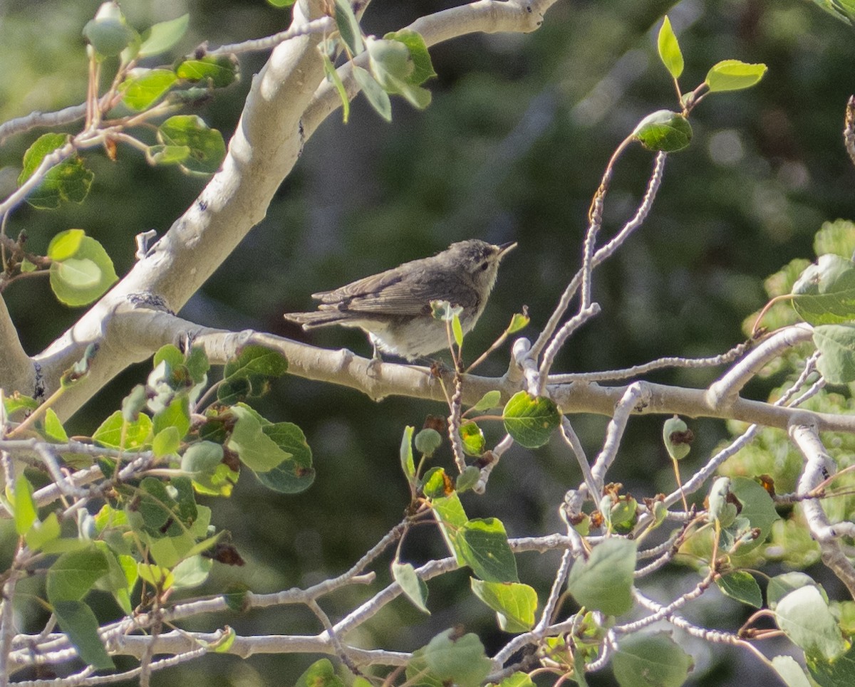 Warbling Vireo - ML254312571