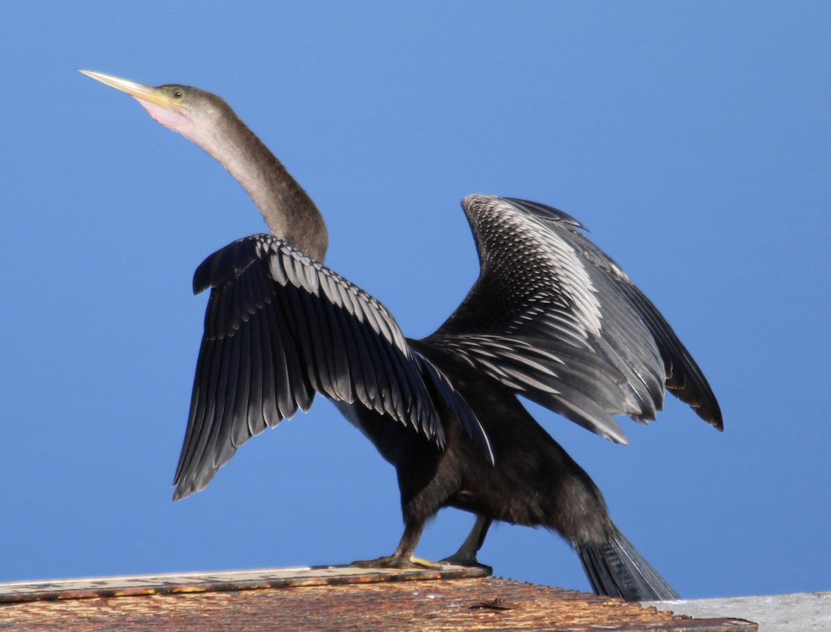 Anhinga d'Amérique - ML254312581