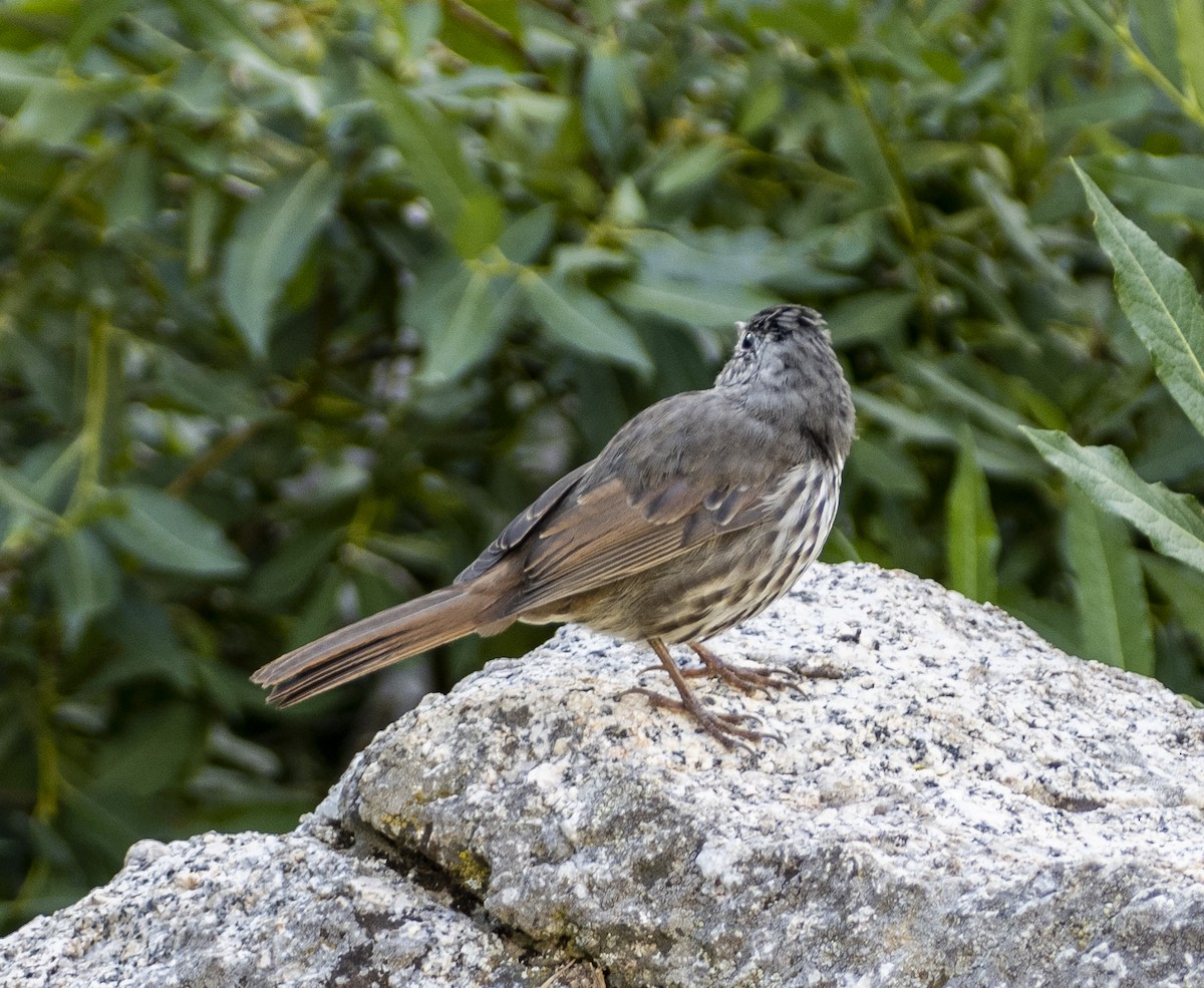 Fox Sparrow - ML254312631