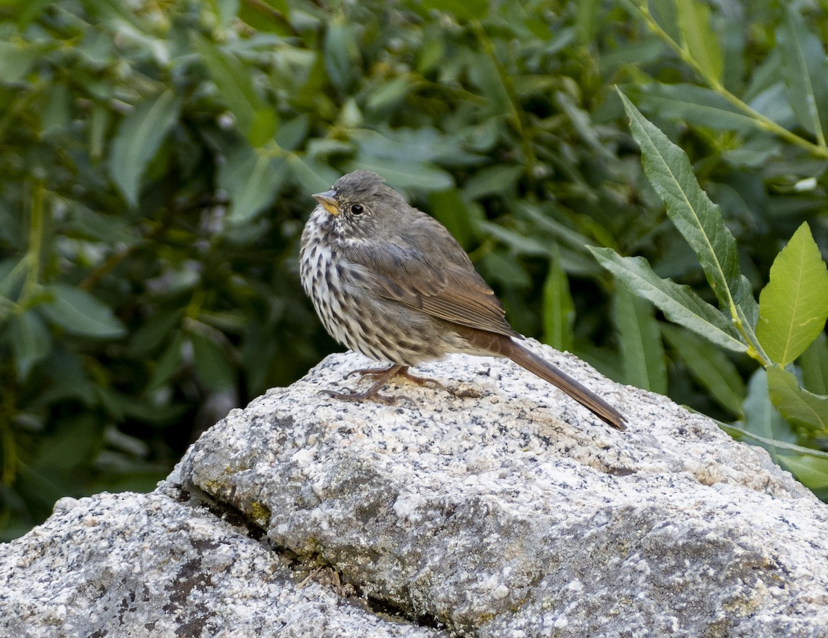 Fox Sparrow - ML254312651