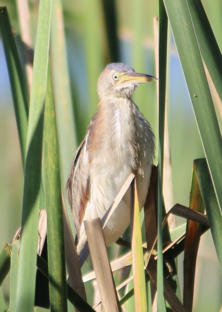 Least Bittern - ML254312671