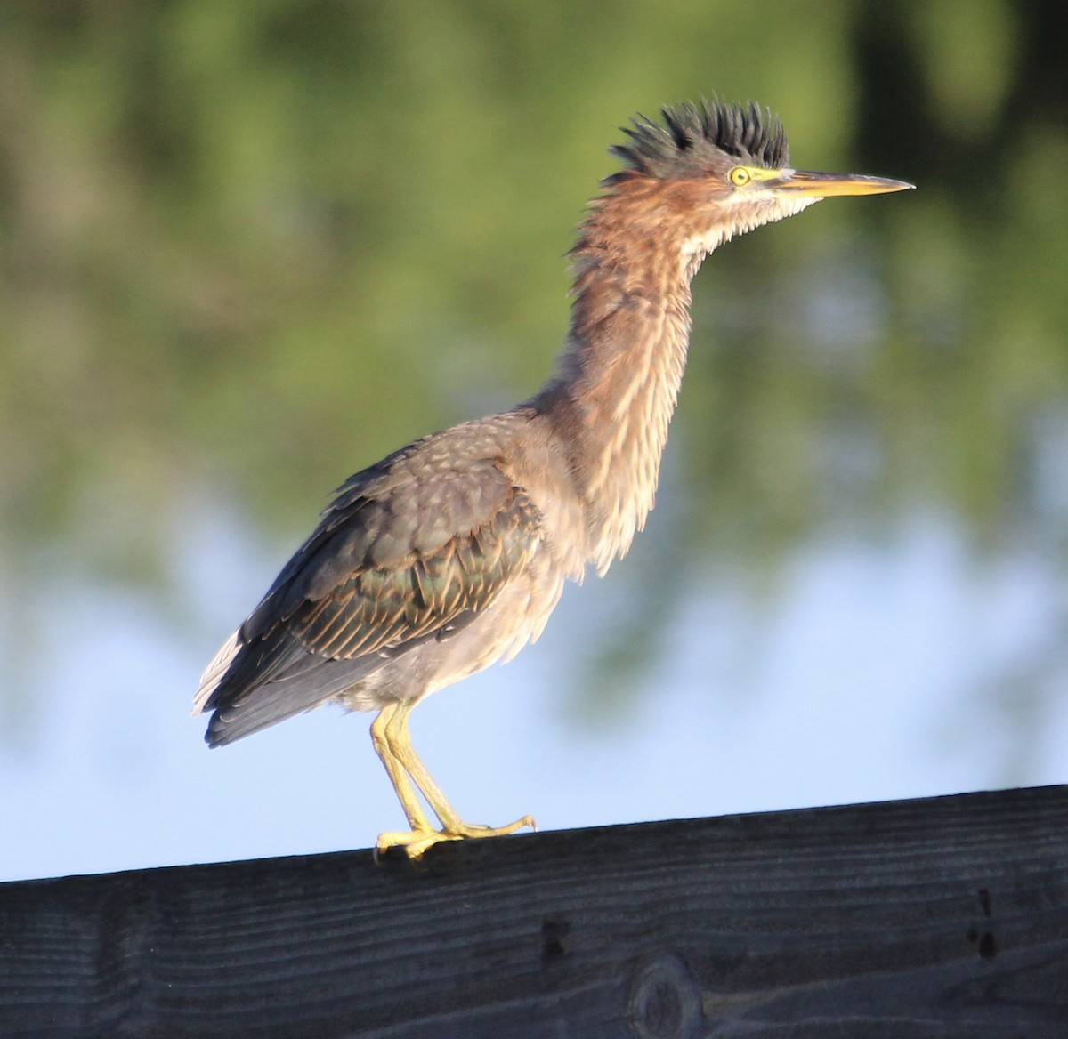 Green Heron - ML254312721