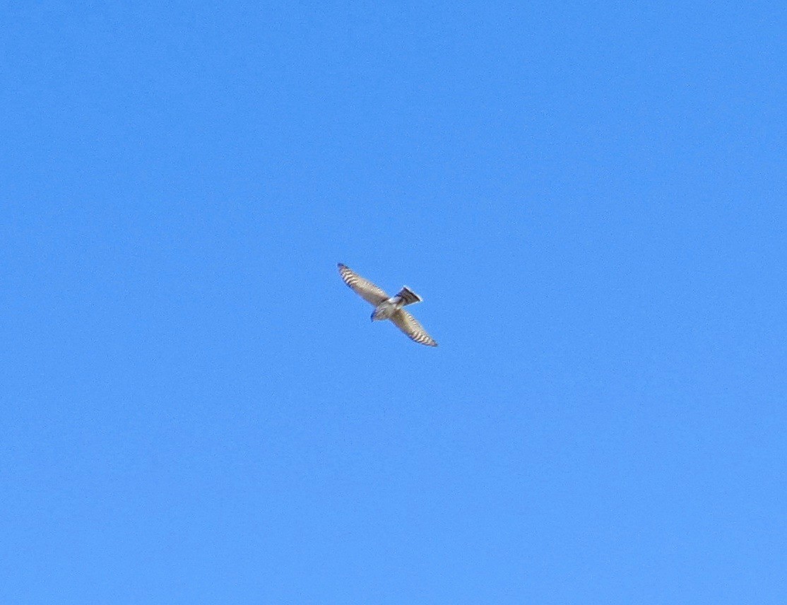 Sharp-shinned Hawk - ML254313291